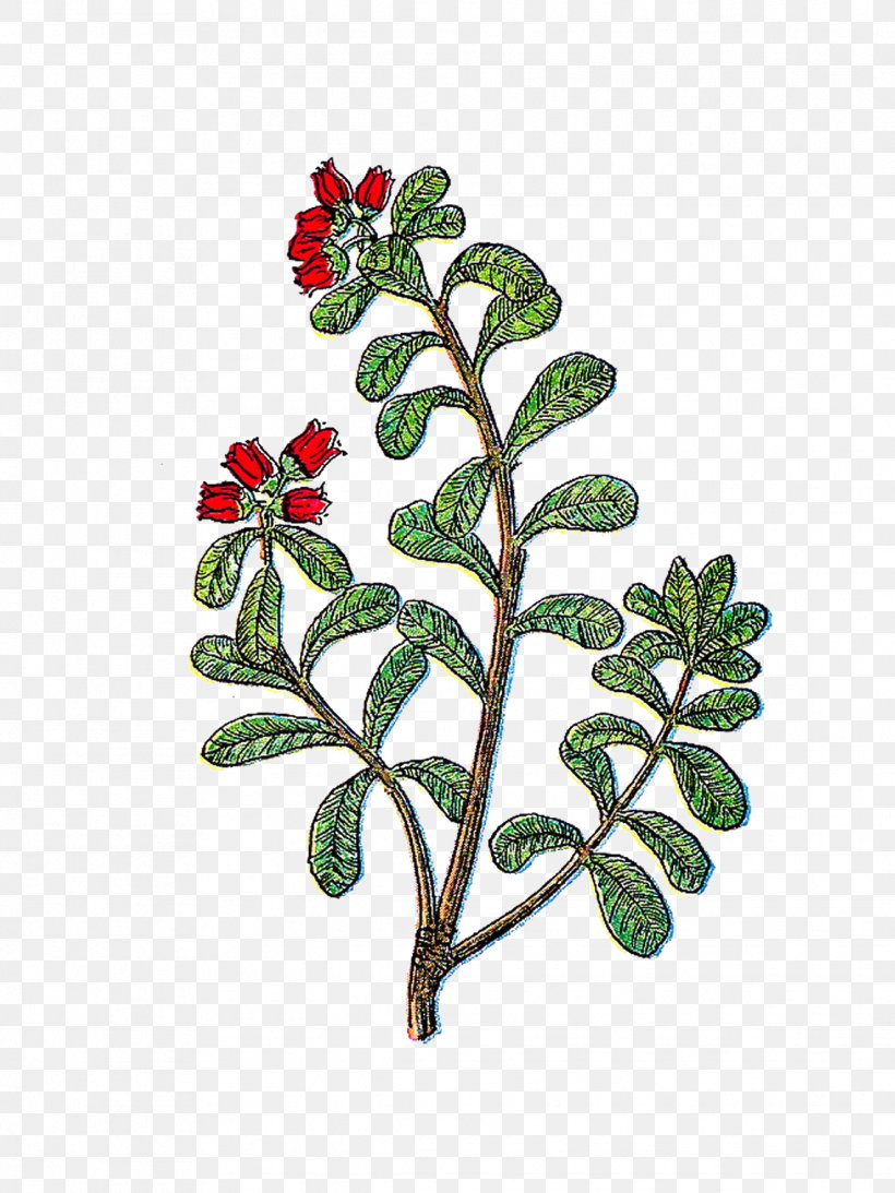 Herb Clip Art, PNG, 1139x1519px, Herb, Aquifoliaceae, Blog, Botanical Illustration, Branch Download Free