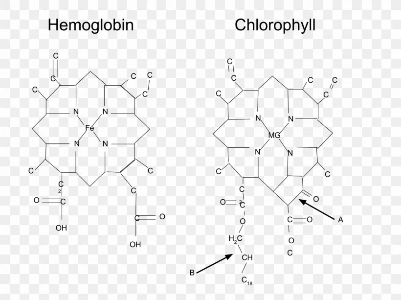 Metalloprotein Hemoglobin Chlorophyll Molecule, PNG, 1280x958px, Metalloprotein, Area, Black And White, Chlorin, Chlorophyll Download Free