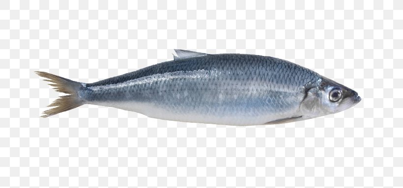 Sardine Norway Atlantic Herring Mackerel, PNG, 700x383px, Sardine, Anchovy, Animal Source Foods, Atlantic Herring, Bonito Download Free