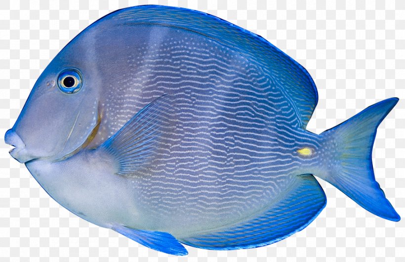 Acanthurus Coeruleus Acanthurus Nigrofuscus Acanthurus Leucosternon Tropical Fish Clip Art, PNG, 908x587px, Acanthurus Coeruleus, Acanthurus, Acanthurus Leucosternon, Acanthurus Nigrofuscus, Blue Download Free