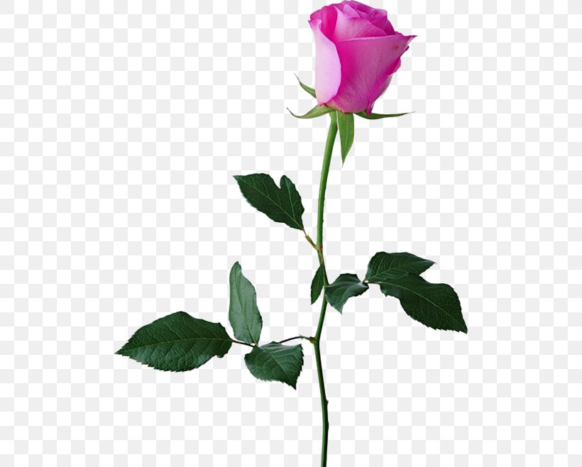 Black Rose Clip Art, PNG, 500x658px, Rose, Black Rose, Branch, Bud, Cut Flowers Download Free