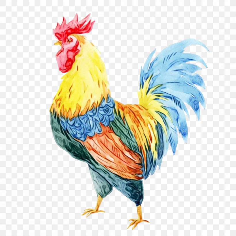 Chicken Bird Rooster Comb Beak, PNG, 1000x1000px, Watercolor, Beak, Bird, Chicken, Comb Download Free