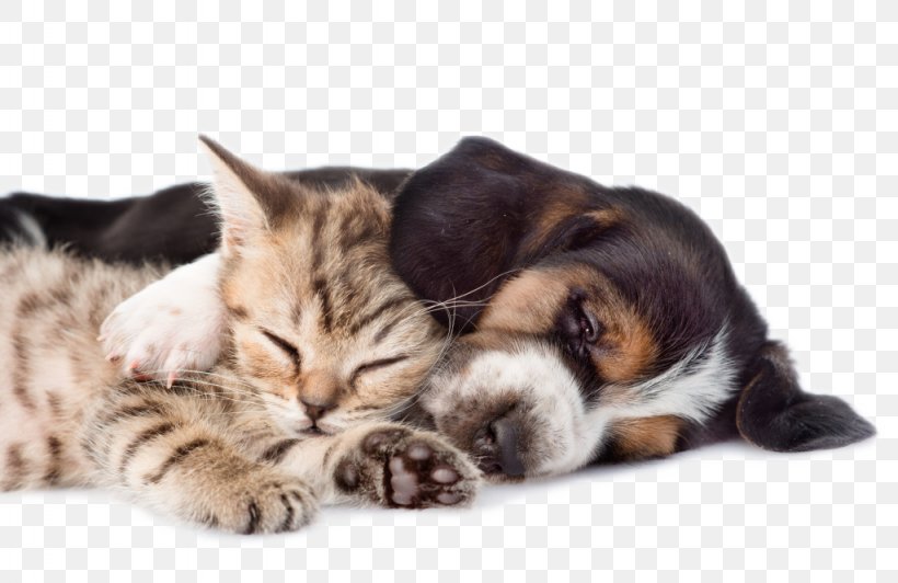 Basset Hound Cat Kitten Puppy Pet, PNG, 1024x665px, Basset Hound, Carnivoran, Cat, Cat Like Mammal, Cuteness Download Free