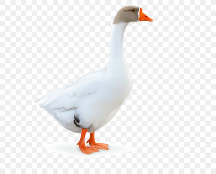Domestic Goose Duck Bird, PNG, 844x681px, Goose, Animal, Beak, Bird, Domestic Goose Download Free