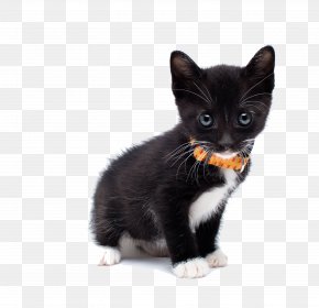 Maine Coon Kitten Paper Cat Food Felidae Png 1000x750px Maine