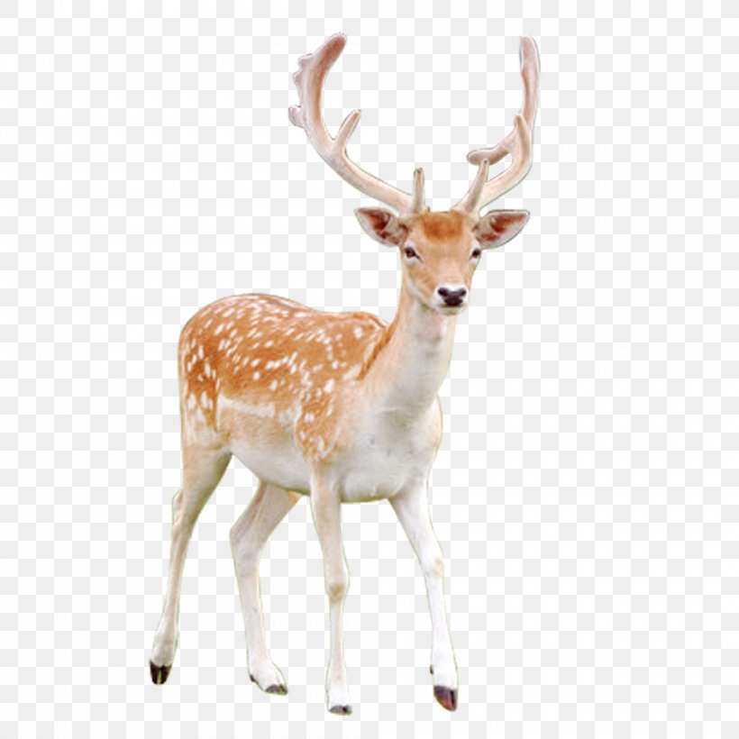 Red Deer Reindeer Sika Deer, PNG, 1000x1000px, Red Deer, Antler, Bit, Deer, Fauna Download Free