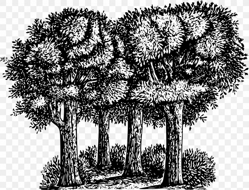 Tree Grove Clip Art, PNG, 2400x1836px, Tree, Art, Black And White, Branch, Conifer Download Free