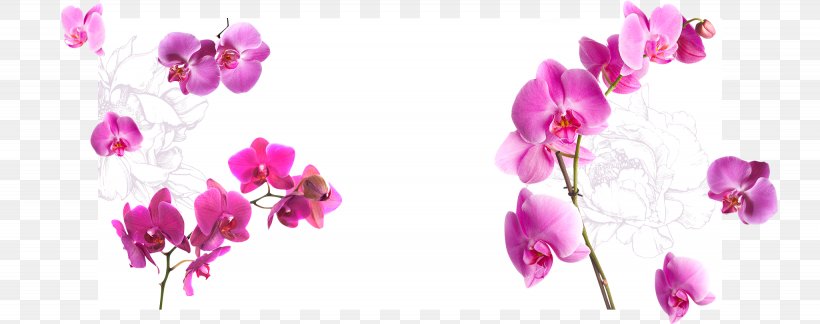 Orchids Flower, PNG, 2050x812px, Orchids, Blossom, Cut Flowers, Floral Design, Flower Download Free