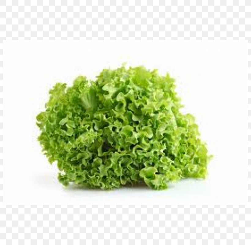 Organic Food Salad Vegetable Herb, PNG, 800x800px, Organic Food, Armenian Cucumber, Butterhead Lettuce, Cichorium Endivia, Endive Download Free