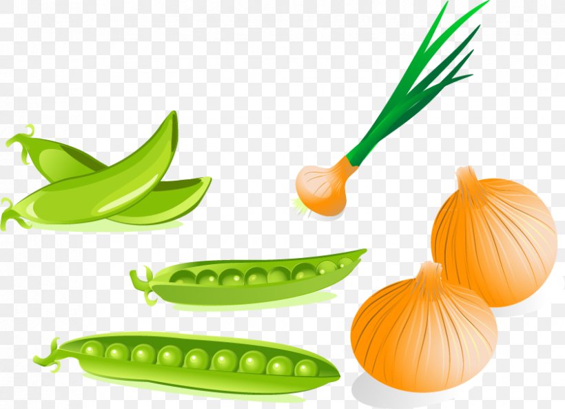 Pea Drawing Photography Clip Art, PNG, 838x607px, Pea, Can Stock Photo, Cucumber Gourd And Melon Family, Cucurbita, Diet Food Download Free