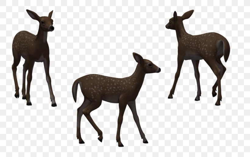 Red Deer White-tailed Deer Roe Deer Illustration, PNG, 1024x645px, Deer, Animal, Antelope, Cartoon, Drawing Download Free