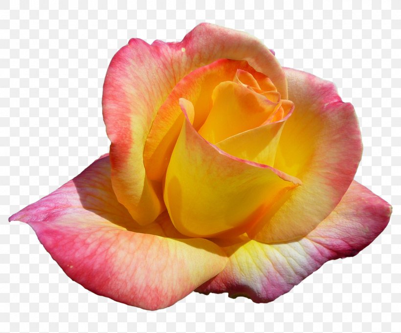 Garden Roses Il Paradiso Dei Fiori 2 Cabbage Rose Rainbow Rose Floribunda, PNG, 1280x1066px, Garden Roses, Cabbage Rose, China Rose, Close Up, Cut Flowers Download Free