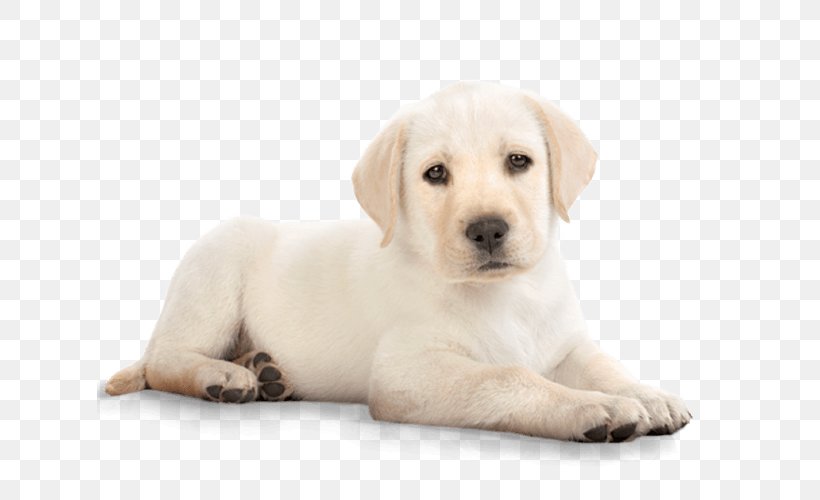 Golden Retriever Puppy Kitten Cat Pet, PNG, 625x500px, Labrador Retriever, Breed, Canidae, Carnivoran, Companion Dog Download Free