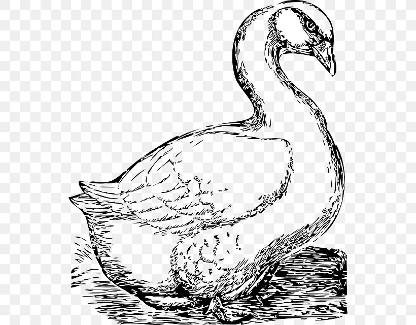 Goose Clip Art Vector Graphics Cygnini Illustration, PNG, 550x640px, Goose, Artwork, Beak, Bird, Black And White Download Free