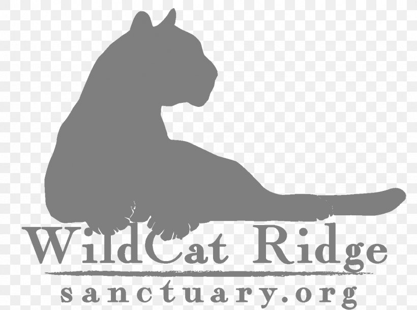 Dog Wildcat Black Pine Animal Sanctuary Bobcat, PNG, 1331x989px, Dog, Animal Sanctuary, Big Cat, Black, Black And White Download Free