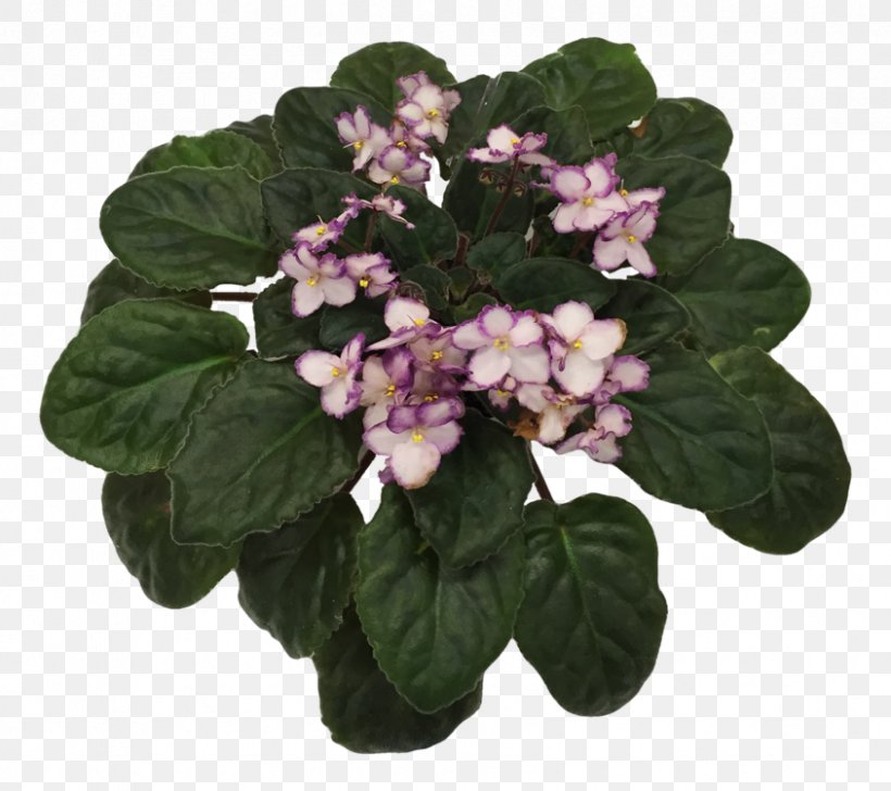 African Violets African Violet Society Of America Flowerpot, PNG, 844x750px, African Violets, African Violet Society Of America, Best Practice, Dallas, Education Download Free