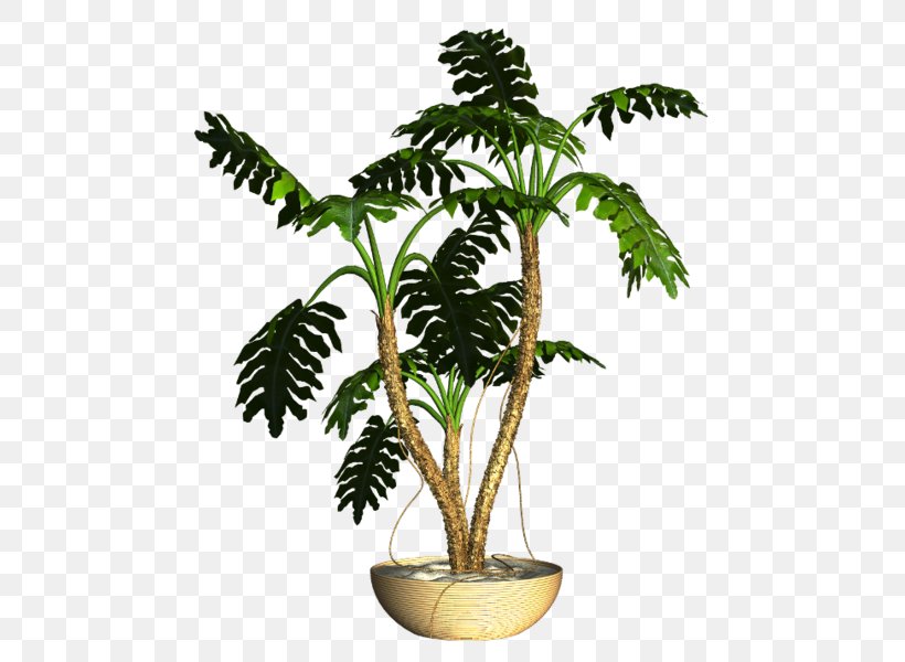 Asian Palmyra Palm Flowerpot Ornamental Plant Houseplant, PNG, 505x600px, Asian Palmyra Palm, Arecaceae, Arecales, Borassus, Borassus Flabellifer Download Free