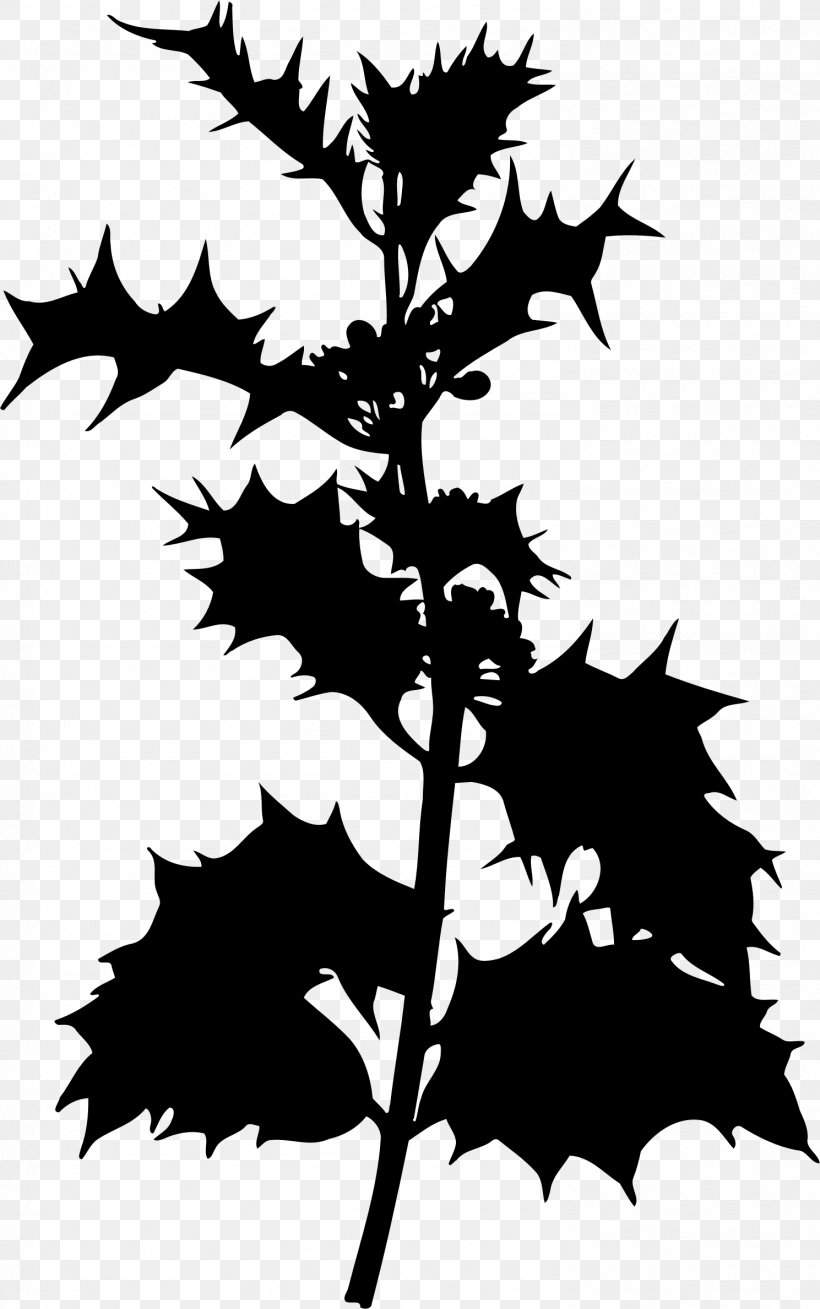Common Holly Evergreen Shrub Species Tree, PNG, 1489x2377px, Common Holly, Aquifoliaceae, Artwork, Black And White, Botany Download Free
