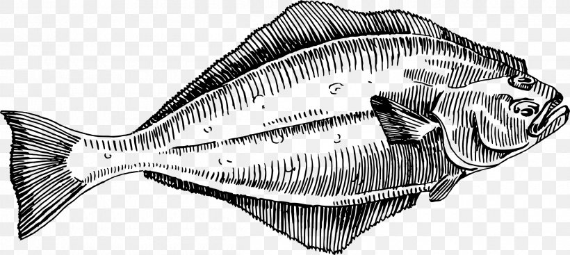 Fish Halibut Line Art Clip Art, PNG, 2400x1076px, Fish, Black And White, Drawing, Fauna, Flatfish Download Free