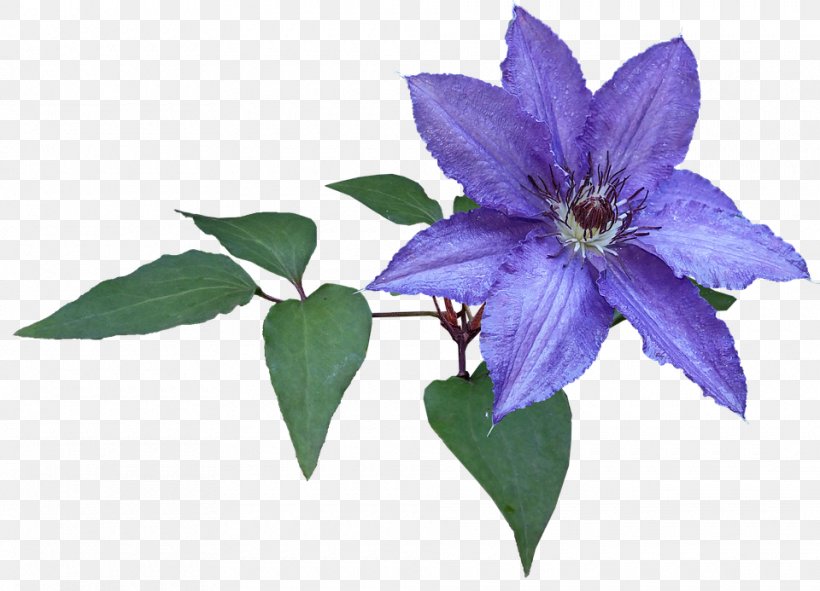 Image Photography Public Domain Pixabay, PNG, 960x693px, Photography, Balloon Flower, Bellflower, Bellflower Family, Clematis Download Free