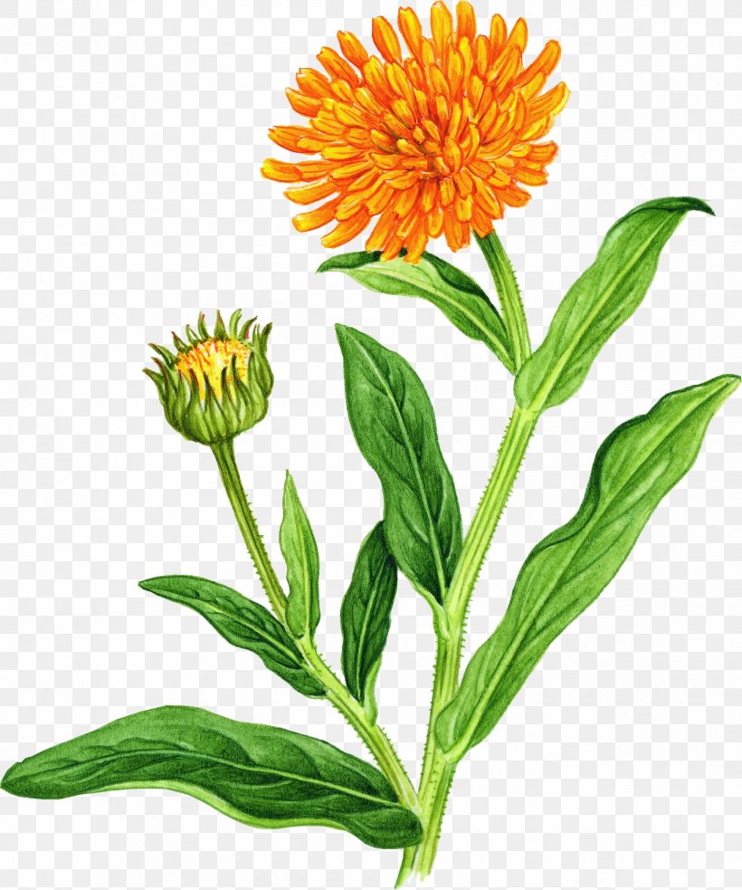 Marigold Wildflower Clip Art, PNG, 1911x2292px, Marigold, Annual Plant, Calendula Officinalis, Daisy Family, Flower Download Free