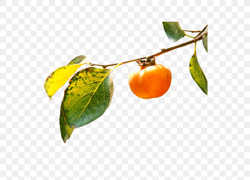 Persimmon Branch Fruit Leaf, PNG, 591x591px, Persimmon, Bitter Orange, Branch, Citrus, Diospyros Download Free