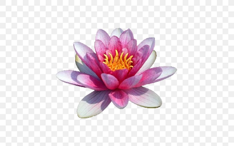 Sacred Lotus Water Lilies Image Clip Art, PNG, 512x512px, Sacred Lotus, Aquatic Plant, Botany, Egyptian Lotus, Flower Download Free