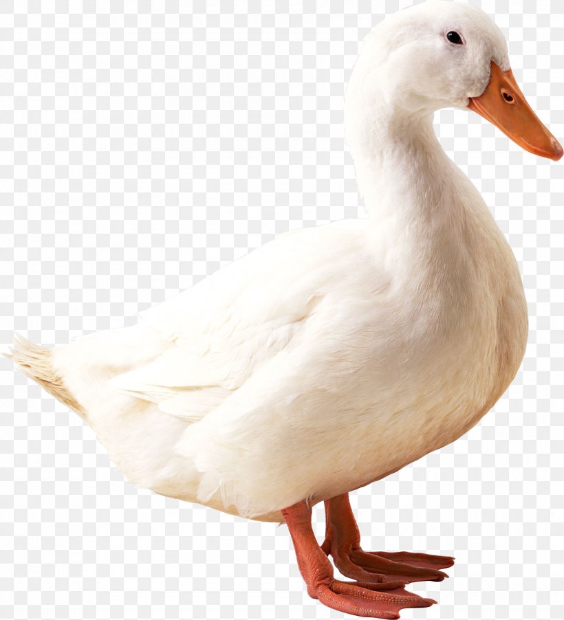 American Pekin Duck Mallard, PNG, 1780x1959px, American Pekin, Anatidae, Beak, Bird, Display Resolution Download Free