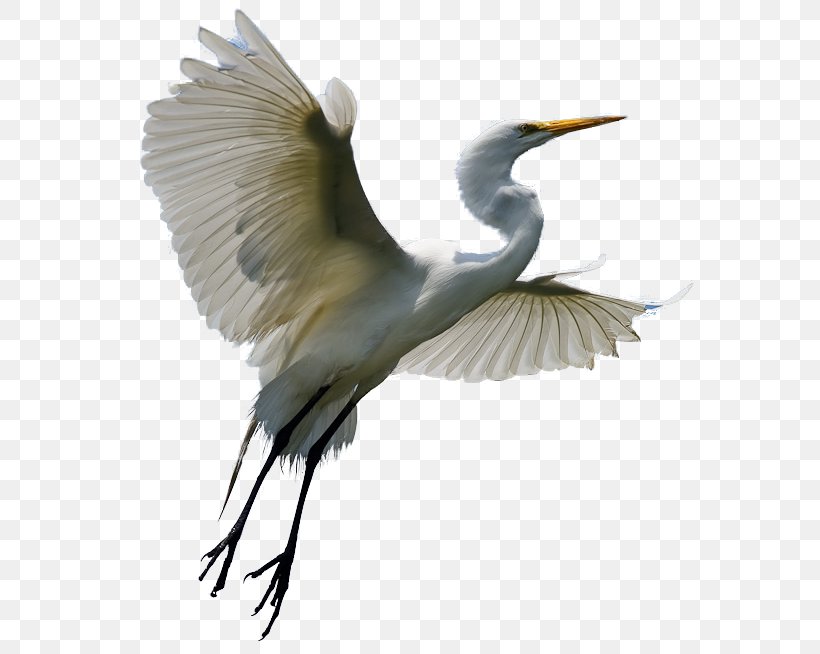 Heron Egret Bird Crane Clip Art, PNG, 581x654px, Heron, Animal, Beak, Bird, Ciconiiformes Download Free