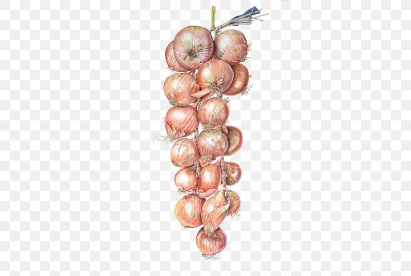 Watercolor Painting Onion Illustration, PNG, 510x550px, Watercolor Painting, Botanical Illustration, Cartoon, Drawing, Food Download Free