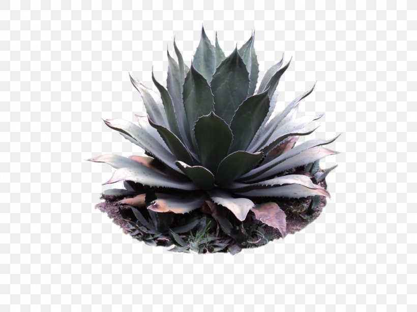 Agave Azul Centuryplant Agave Angustifolia Pilosocereus Pulque, PNG, 1024x768px, Agave Azul, Agave, Agave Angustifolia, Agave Cactus, Cactaceae Download Free