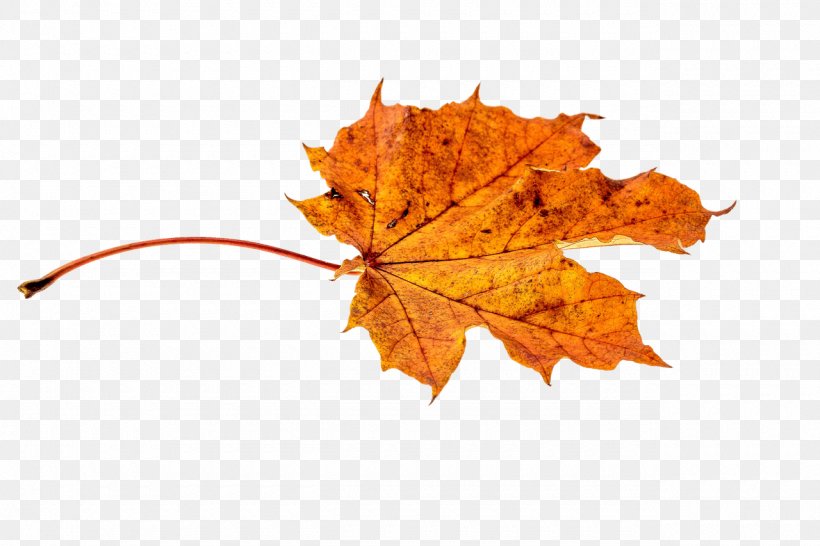 Autumn Leaf Color Orange, PNG, 1280x853px, Autumn Leaf Color, Autumn, Color, Green, Leaf Download Free