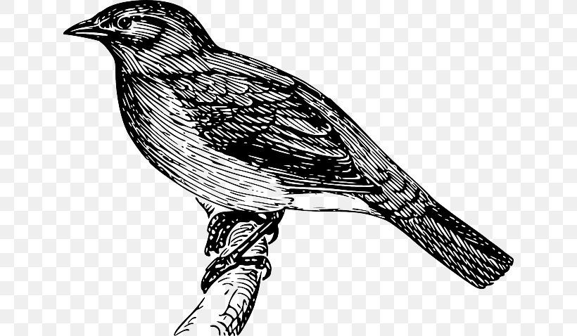 Clip Art Bird Bulbul Vector Graphics Openclipart, PNG, 640x478px, Bird, Beak, Bird Of Prey, Black And White, Bulbul Download Free