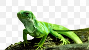 Common Iguanas Saint Petersburg User VKontakte PNG
