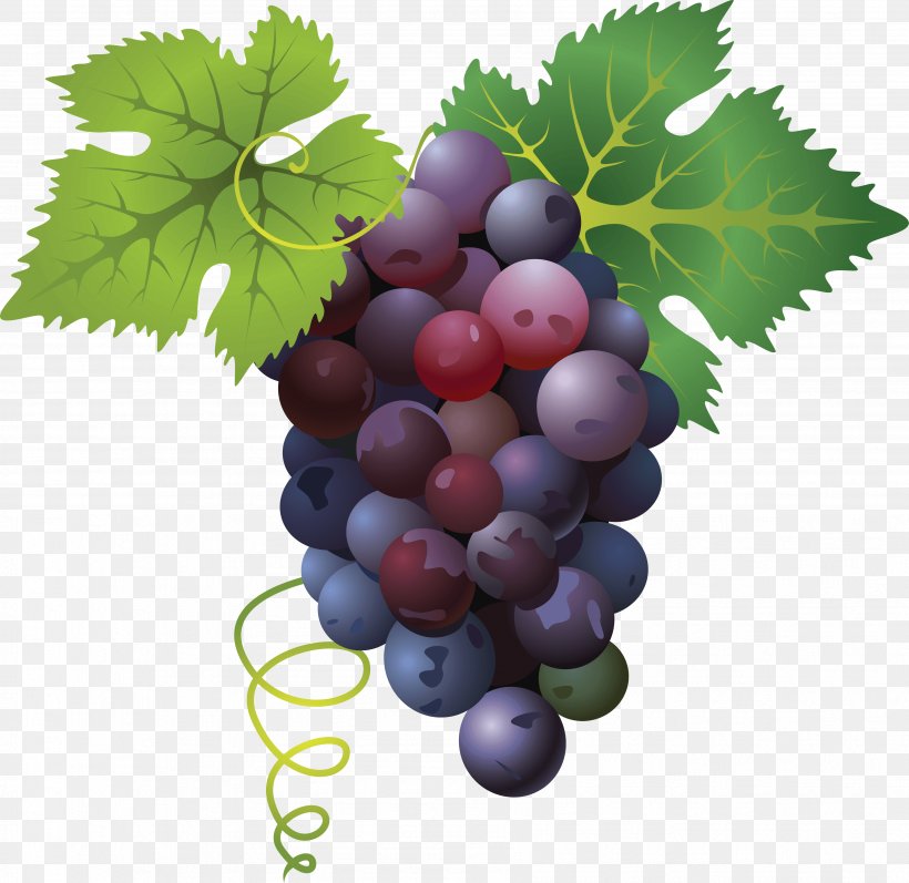 Divertimento Fruit, PNG, 3577x3481px, Common Grape Vine, Food, Fruit, Grape, Grape And Raisin Toxicity In Dogs Download Free