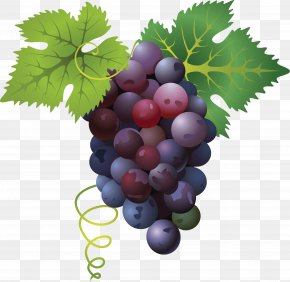 Grape Image - Divertimento Fruit PNG