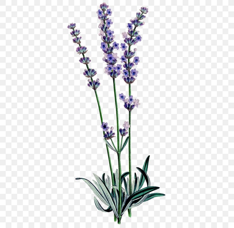 English Lavender Botanical Illustration Botany Lavender Oil Familiar Wild Flowers, PNG, 452x800px, English Lavender, Art, Botanical Illustration, Botany, Common Sage Download Free