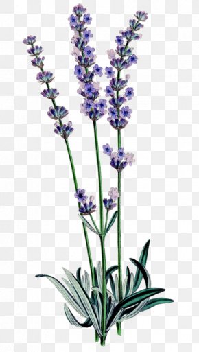 Plant - English Lavender Botanical Illustration Botany Lavender Oil Familiar Wild Flowers PNG