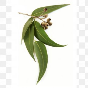 Leaf - Eucalyptus Oil Eucalyptus Radiata Leaf Stock Photography Essential Oil PNG