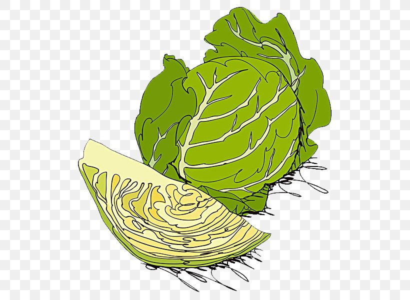White Cabbage Red Cabbage Cauliflower Vegetable Illustration, PNG, 600x600px, White Cabbage, Alamy, Brassica Oleracea, Cabbage, Cauliflower Download Free