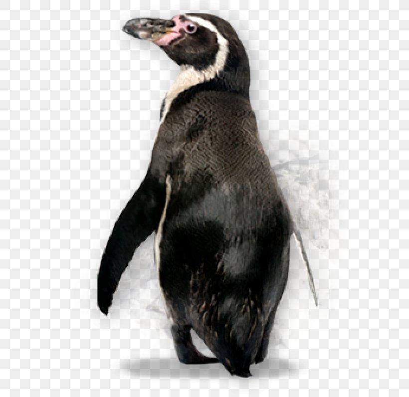 Penguin Transparency Image Kowalski, PNG, 600x796px, Penguin, Bird, Claw, Emperor Penguin, Flightless Bird Download Free