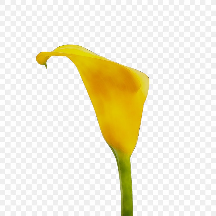 Yellow, PNG, 2089x2089px, Yellow, Alismatales, Arum, Arum Family, Botany Download Free