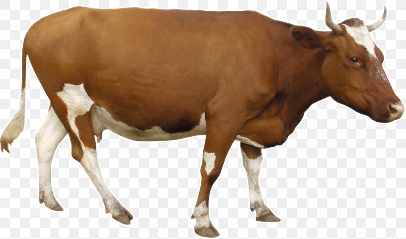 Beef Cattle Dairy Cattle, PNG, 891x525px, Cattle, Bull, Calf, Cattle Like Mammal, Cow Download Free