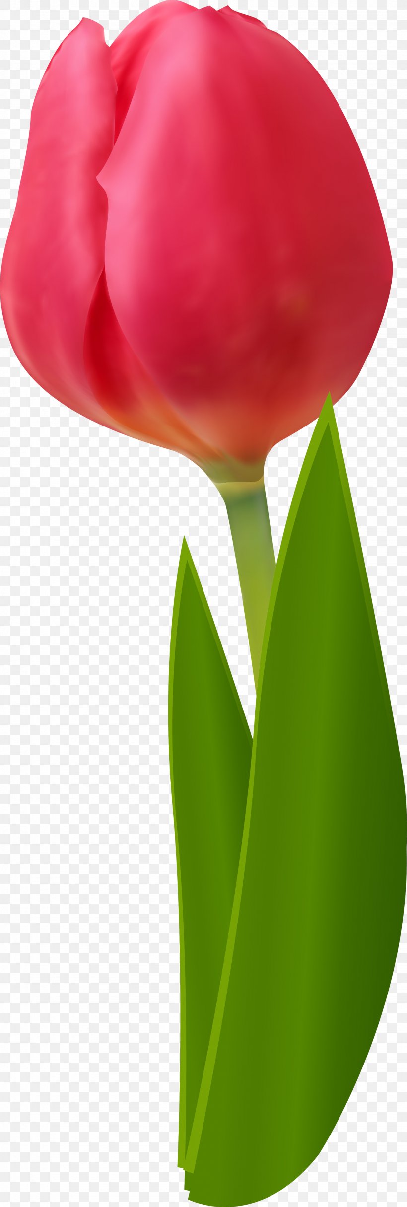 Cut Flowers Tulip Red Clip Art, PNG, 1943x5762px, Flower, Cut Flowers, Drawing, Flower Bouquet, Flowering Plant Download Free