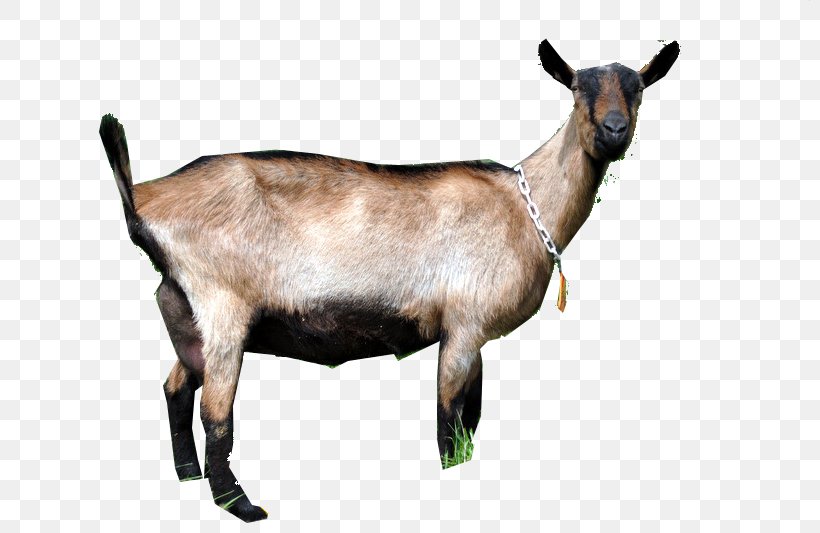 Goat Fauna Terrestrial Animal Wildlife, PNG, 800x533px, Goat, Animal, Cow Goat Family, Fauna, Goat Antelope Download Free
