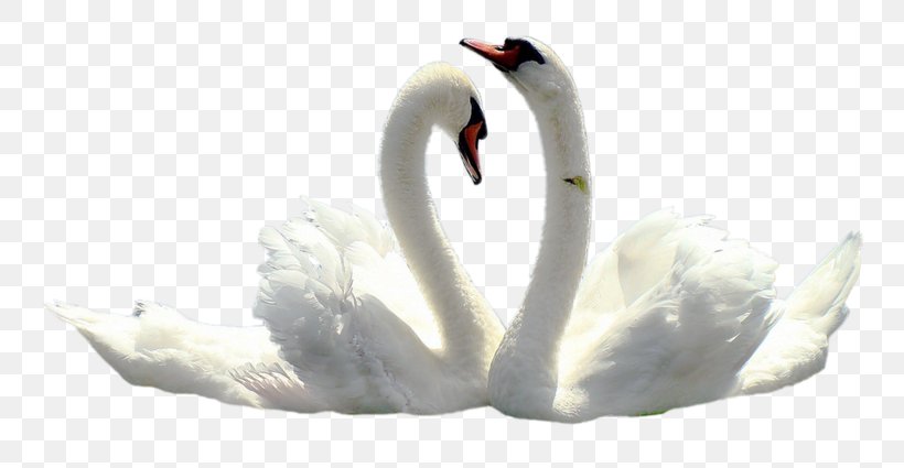 Mute Swan Black Swan Tundra Swan Wedding Clip Art, PNG, 800x425px, Mute Swan, Animal, Beak, Bird, Black Swan Download Free