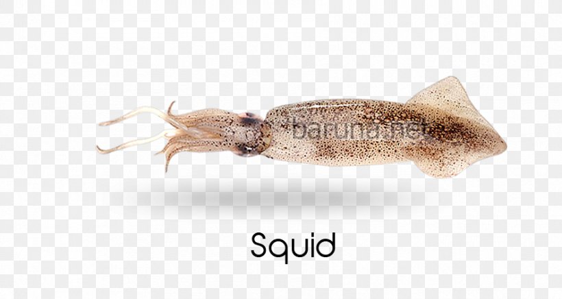Squid Cephalopod Fauna Pest, PNG, 886x472px, Squid, Animal Source Foods, Cephalopod, Fauna, Invertebrate Download Free