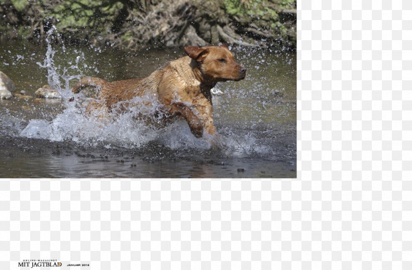 Dog Breed Sporting Group, PNG, 1138x748px, Dog Breed, Breed, Carnivoran, Dog, Dog Breed Group Download Free