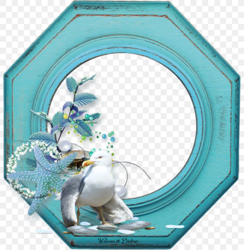Gulls Bird Picture Frames Turquoise 12 April, PNG, 800x839px, Gulls, Aqua, Bird, Email, Picture Frame Download Free