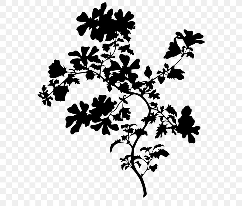 Twig Plant Stem Flower Leaf Pattern, PNG, 588x700px, Twig, Blackandwhite, Botany, Branch, Flower Download Free